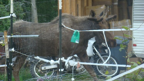 029 Moose And Bike In Palmer.jpg